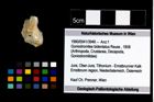 Foto (Objekt + Etikett) von Goniodromites bidentatus (Reuss, 1858)  (NHMW-GEO-1990-0041-3946)